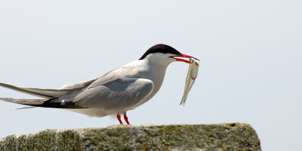 Mother Tern